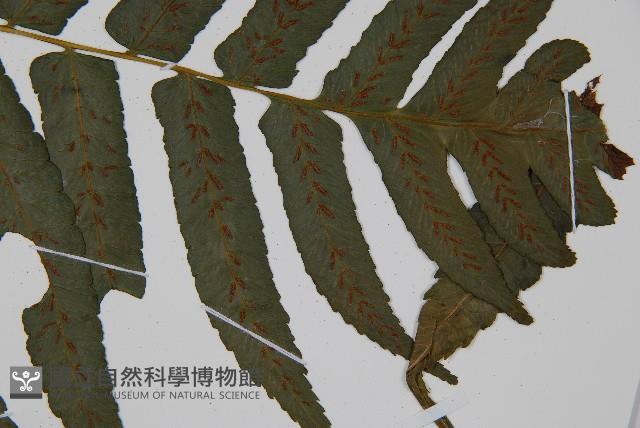 廣葉鋸齒雙蓋蕨藏品圖，第4張