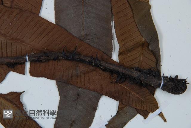 海南雙蓋蕨藏品圖，第5張