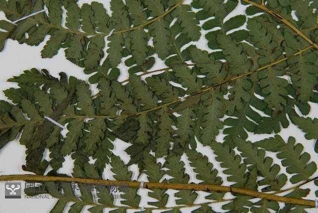 川上氏雙蓋蕨藏品圖，第5張