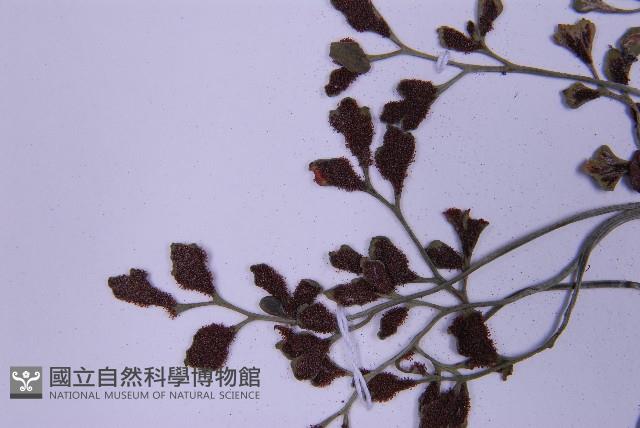 銀杏葉鐵角蕨藏品圖，第5張