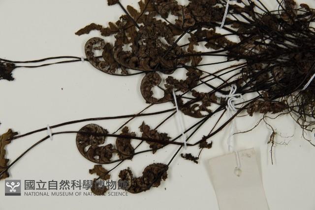 多鱗粉背蕨藏品圖，第5張