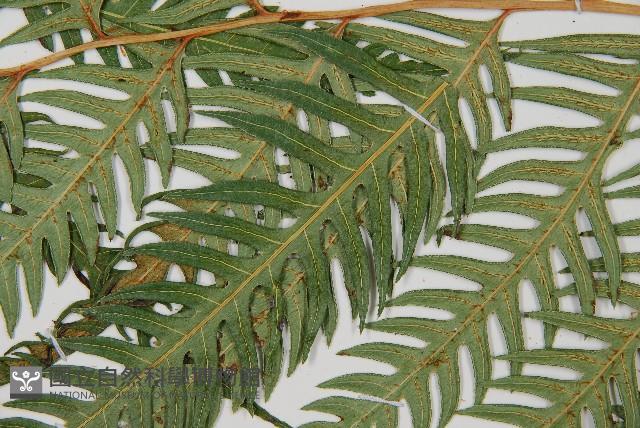 生芽狗脊蕨、頂芽狗脊蕨藏品圖，第5張