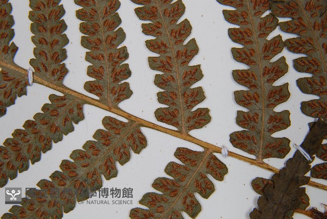 假蹄蓋蕨藏品圖，第5張