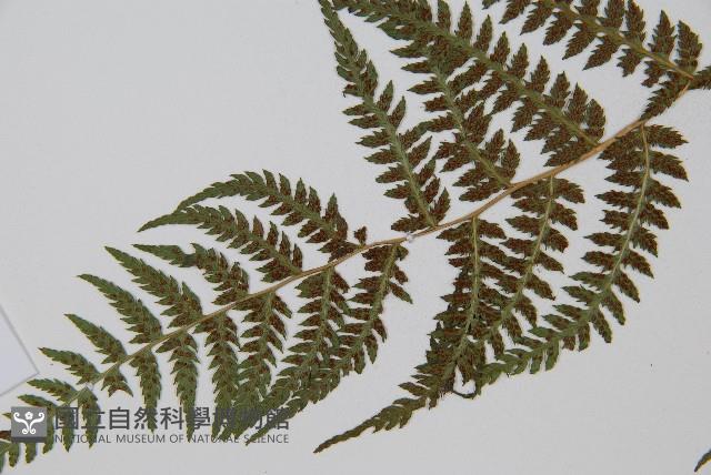 禾稈蹄蓋蕨藏品圖，第5張