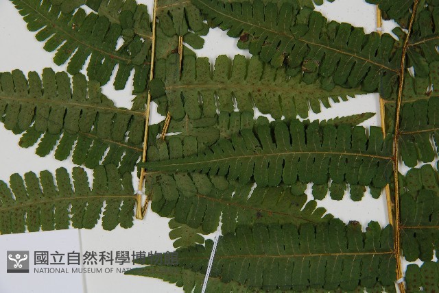 南洋假鱗毛蕨藏品圖，第5張