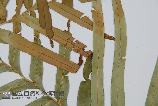 烏毛蕨藏品圖，第5張