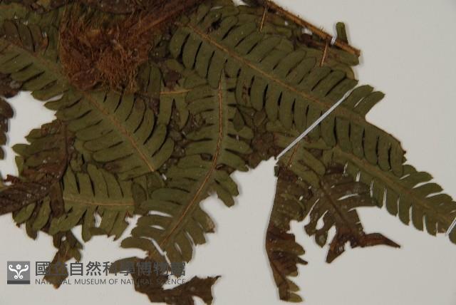 Accession Number:P008488 Collection Image, Figure 5, Total 5 Figures