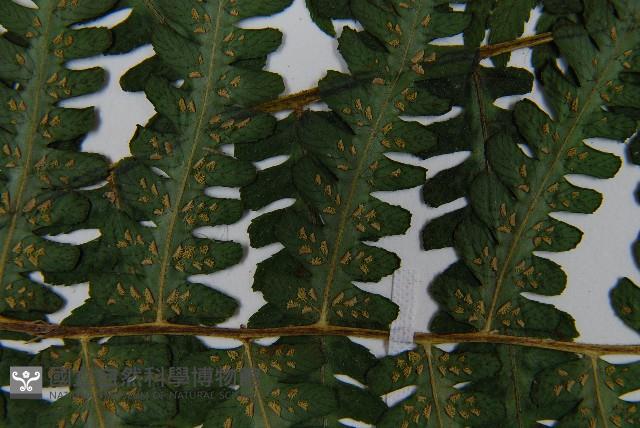 亞蹄蓋蕨藏品圖，第5張