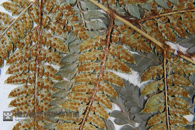 East indian holly fern Collection Image, Figure 5, Total 5 Figures