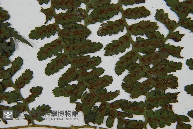 川上氏雙蓋蕨藏品圖，第5張