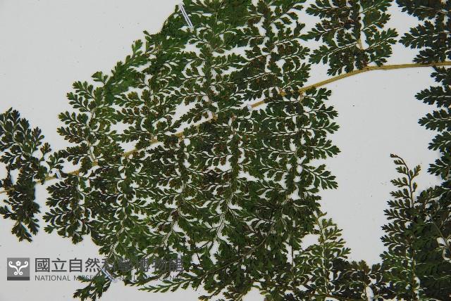 稀子蕨藏品圖，第5張