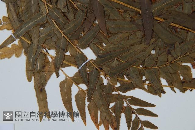異葉雙唇蕨藏品圖，第5張