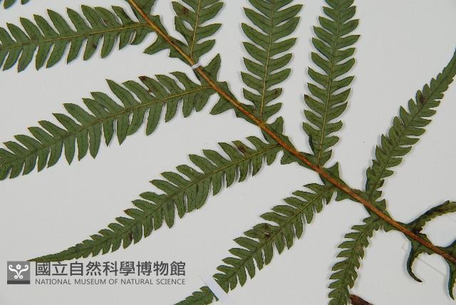 假桫欏藏品圖，第5張