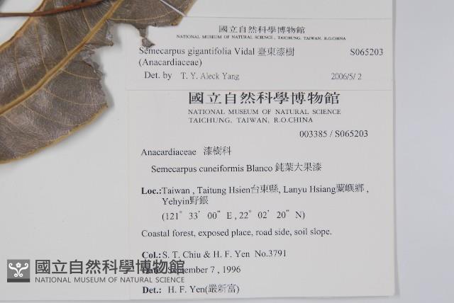 臺東漆樹藏品圖，第4張