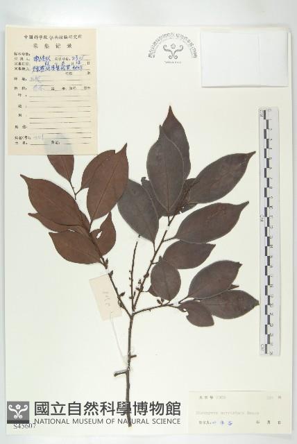 山紅柿藏品圖，第4張