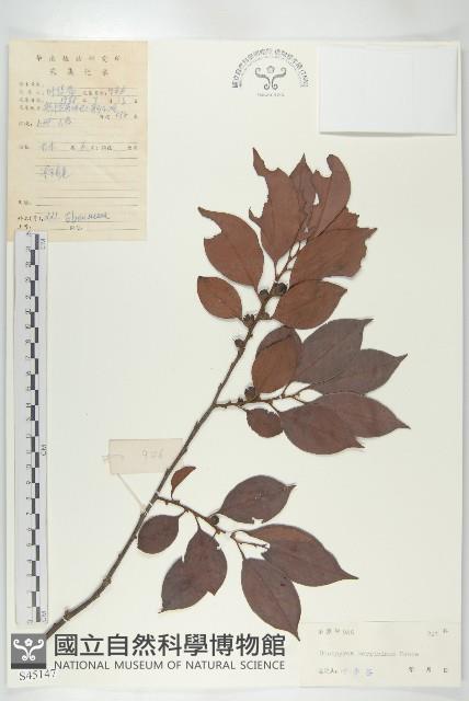 山紅柿藏品圖，第4張