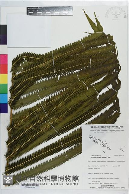 秦氏蕨藏品圖，第5張