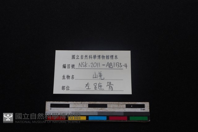 山羌骨藏品圖，第5張