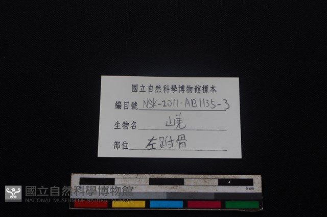 山羌骨藏品圖，第5張
