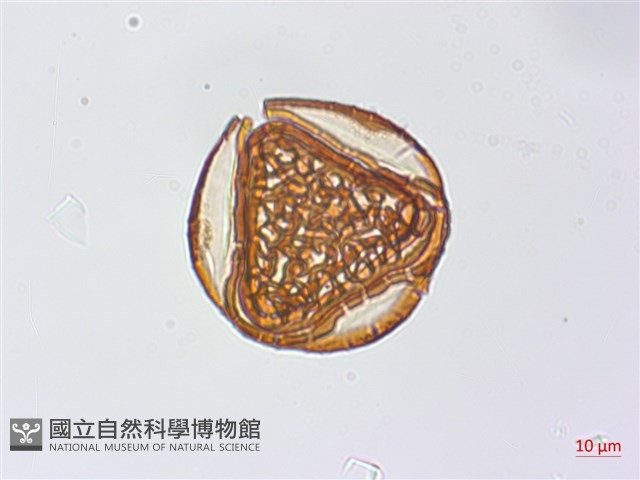 粉葉蕨藏品圖，第6張