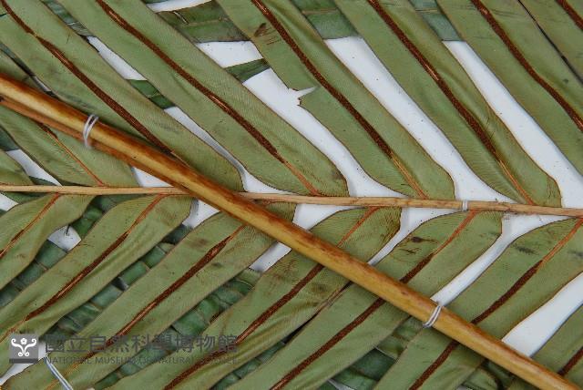 烏毛蕨藏品圖，第9張