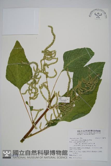 青莧藏品圖，第13張