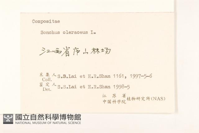 苦滇菜、苦菜藏品圖，第3張