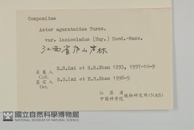 毛枝紫菀藏品圖，第3張