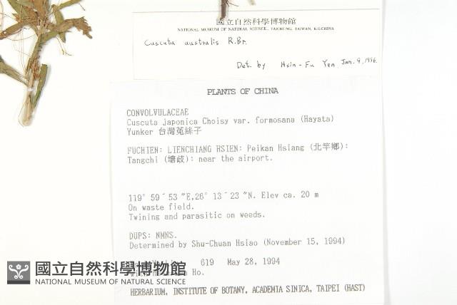 菟絲子藏品圖，第2張