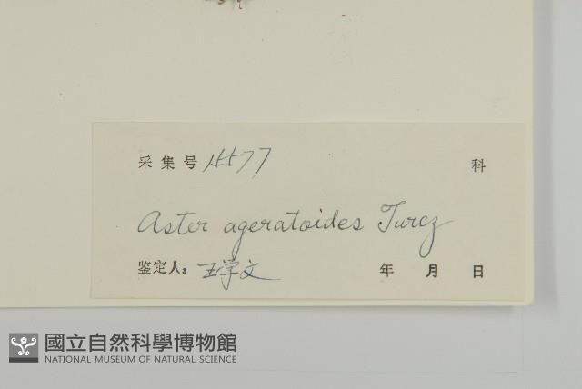 山白蘭藏品圖，第3張