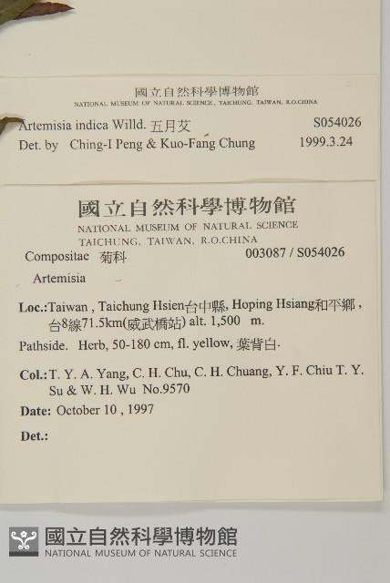 南艾蒿藏品圖，第2張