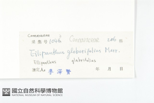 單葉豆藏品圖，第3張