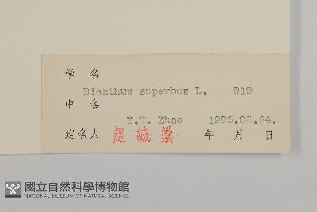 瞿麥藏品圖，第3張