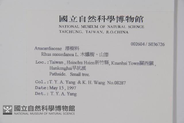 木蠟樹、山漆藏品圖，第2張