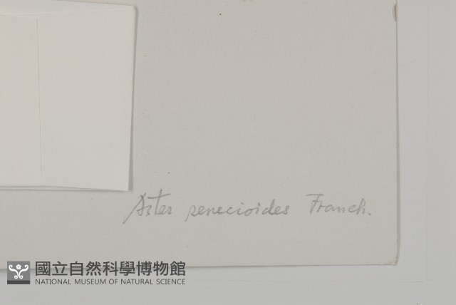 狗舌紫菀藏品圖，第3張