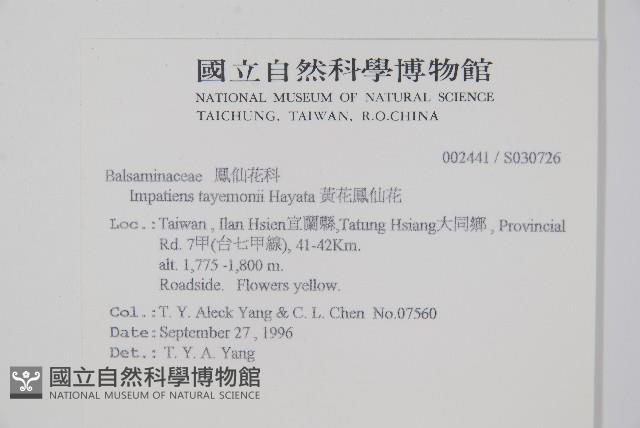 黃花鳳仙花藏品圖，第2張