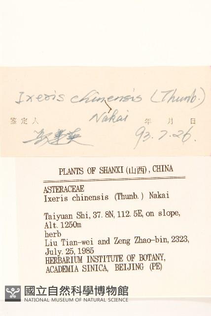 兔仔菜藏品圖，第3張