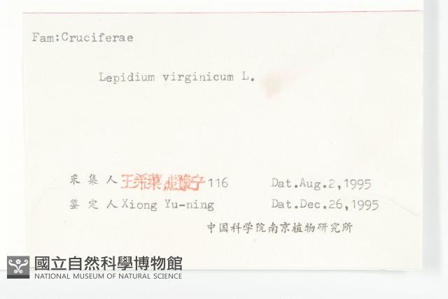 獨行菜藏品圖，第3張