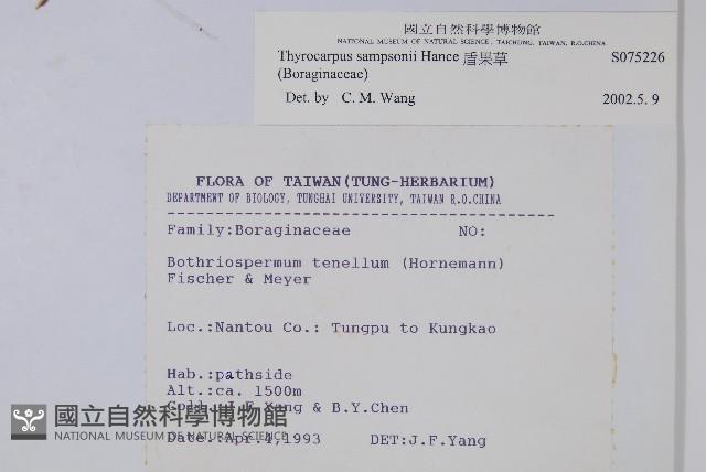 盾果草藏品圖，第2張