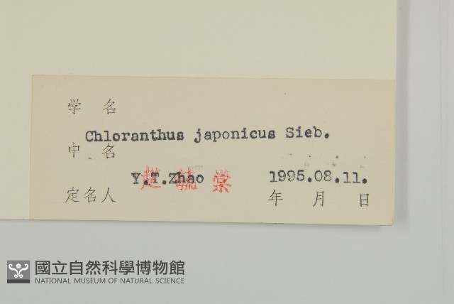 銀線草藏品圖，第3張