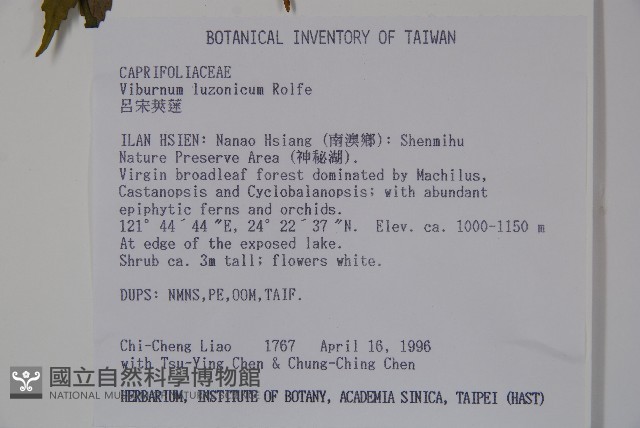 呂宋莢迷藏品圖，第2張