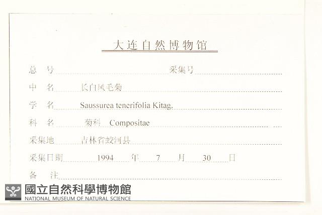 長白鳳毛菊藏品圖，第3張