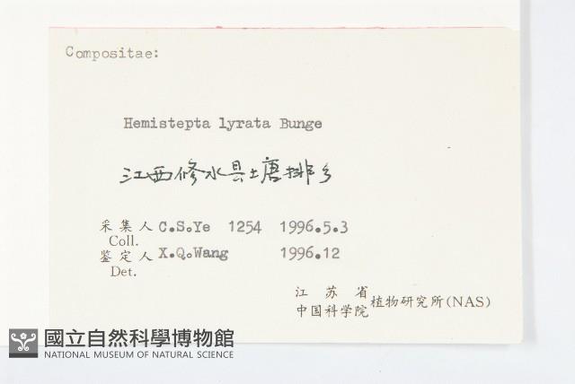 泥胡菜藏品圖，第3張