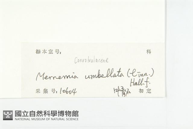毛姬旋花藏品圖，第3張