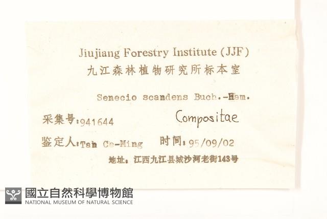 蔓黃菀藏品圖，第3張