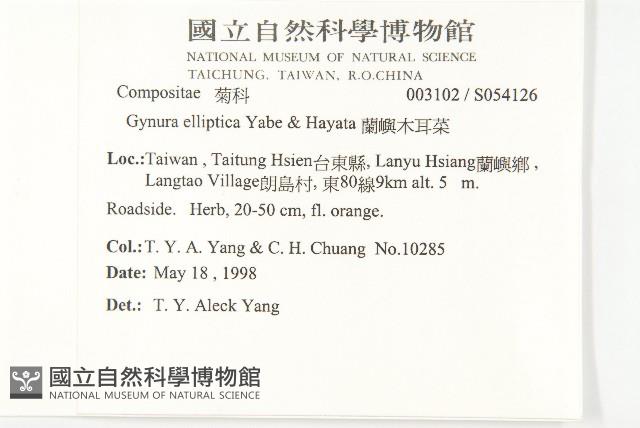 蘭嶼木耳菜藏品圖，第2張