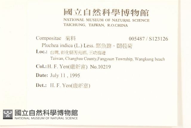 鯽魚膽、闊苞菊藏品圖，第2張