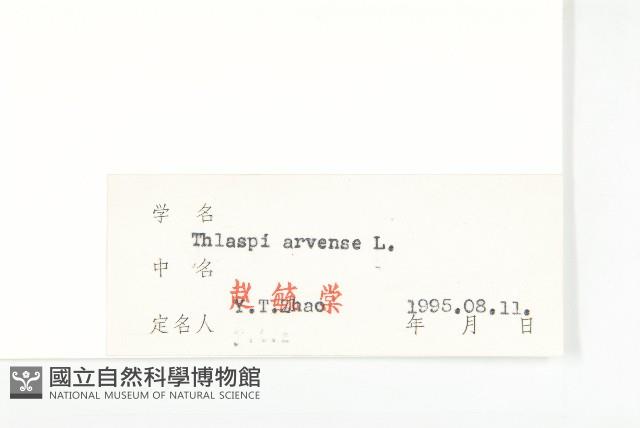 凹果菥蓂、遏藍菜藏品圖，第3張