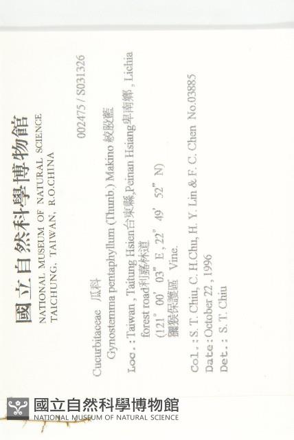 絞股藍藏品圖，第2張