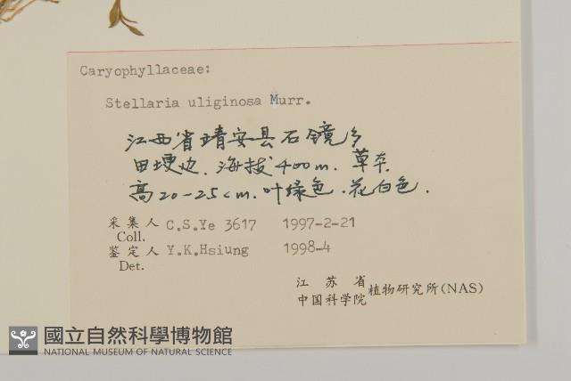 雀舌草藏品圖，第3張